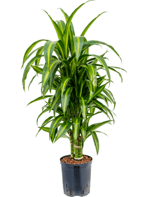 Dracaena hawaiian sunshine