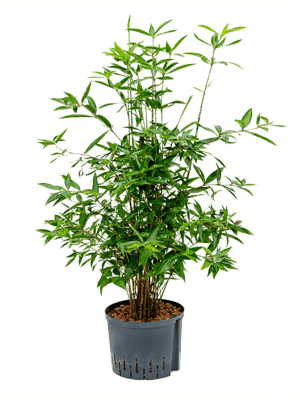 Dracaena surculosa cantik