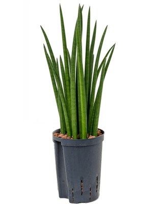 Sansevieria spikes