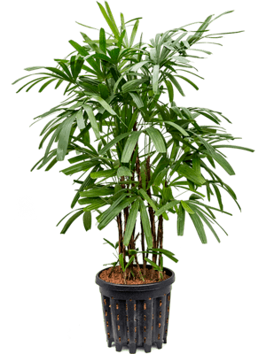 Rhapis excelsa
