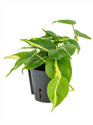Philodendron grand brasil