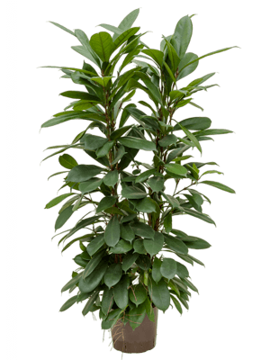 Ficus cyathistipula