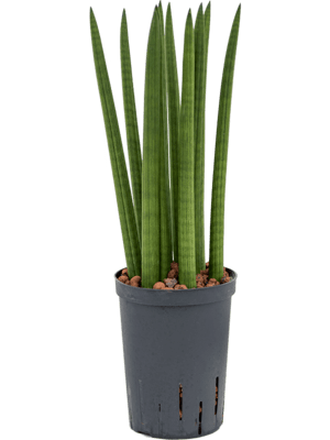 Sansevieria cylindrica