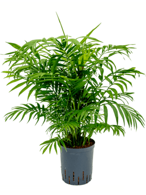 Chamaedorea elegans