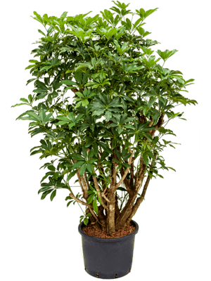 Schefflera arboricola verzweigt