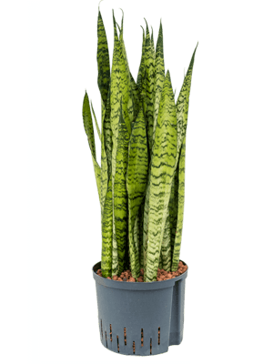 Sansevieria zeylanica