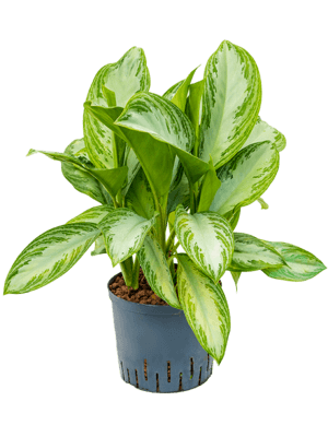 Aglaonema silver bay