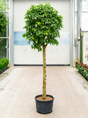 Ficus benjamina columnar