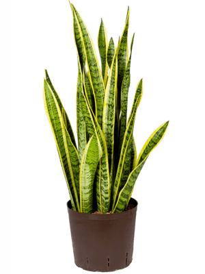 Sansevieria laurentii