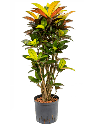 Croton iceton