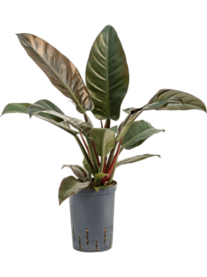 Philodendron imperial red
