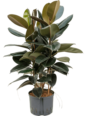 Ficus elastica abidjan