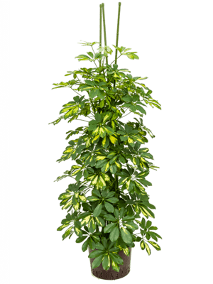 Schefflera gold capella