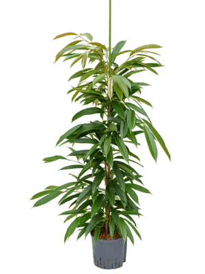 Ficus amstel king