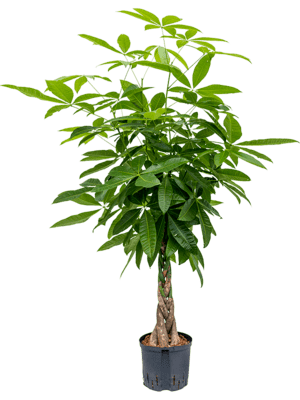 Pachira aquatica
