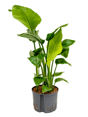 Strelitzia nicolai