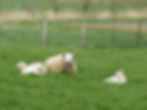 Moeder en haar kroost