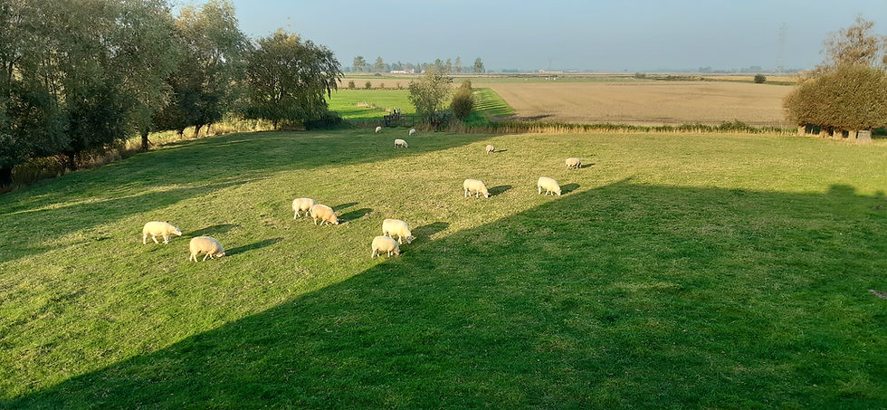 Schapen achter de Paardestal