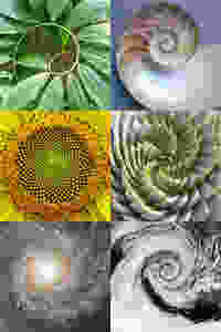 The Golden Mean in Nature