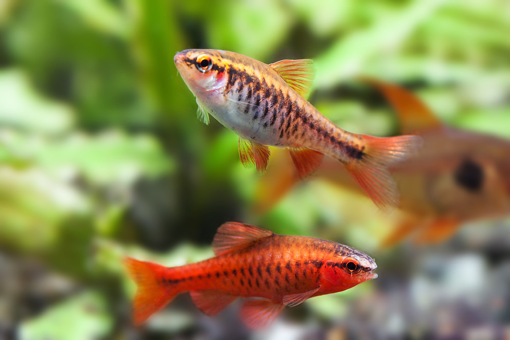 Aquatics Store Leicester. F.I.S.H. Tropical Fish Shop Leicester