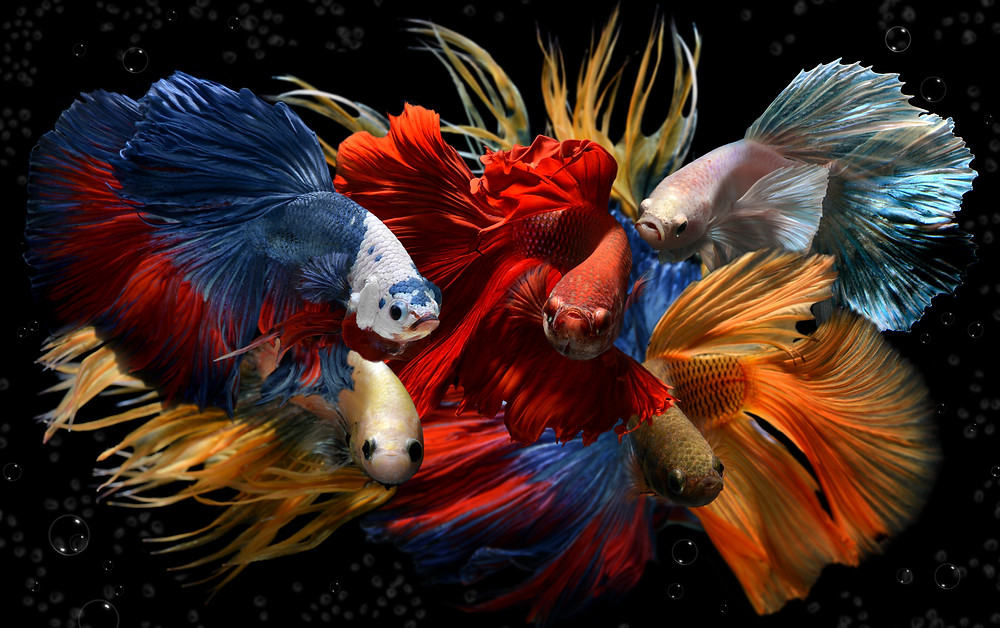 Betta Splendens - Buy a Siamese Fighting Fish Leicester.