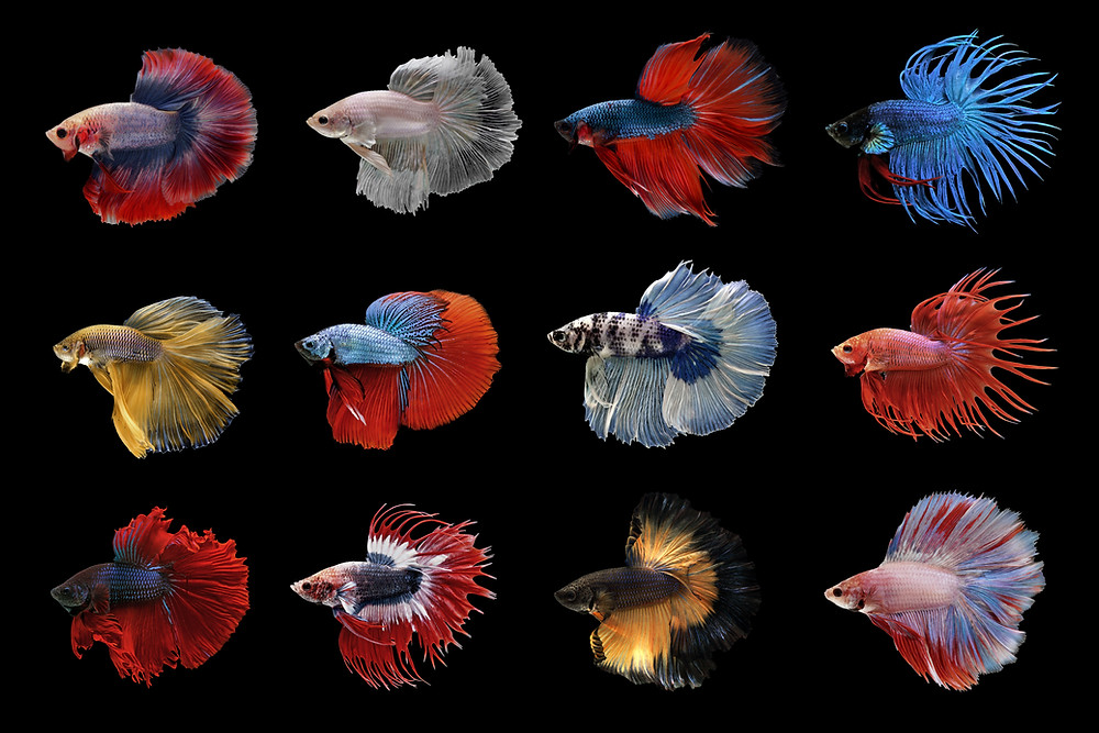 Betta. Best aquatic store in Leicester. Friends In Soggy Homes. Tropical Fish