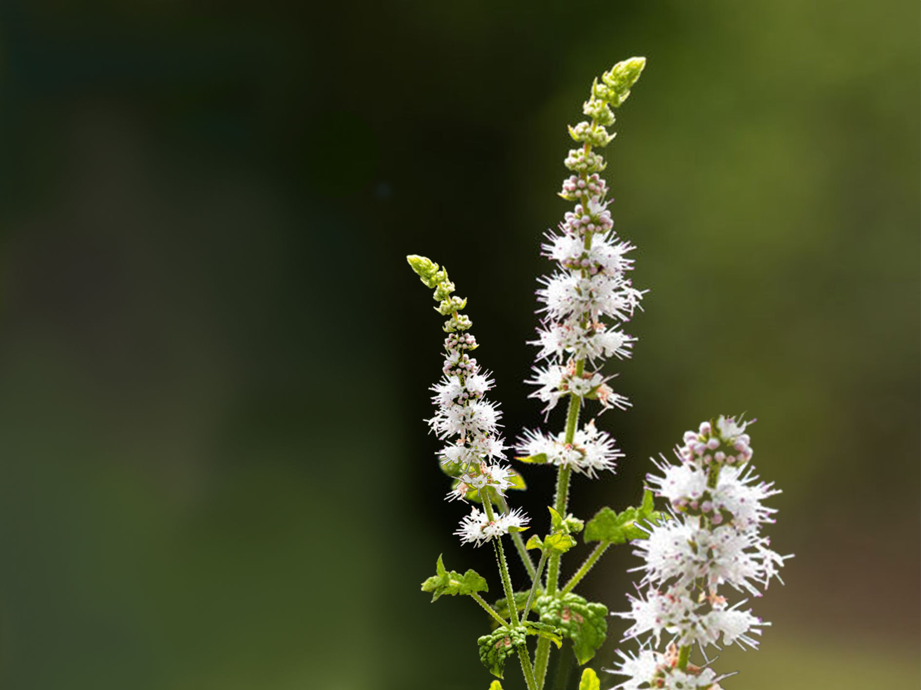 Organic Black Cohosh Root