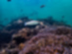 a colourful reef with many live corals and fish swimming around
