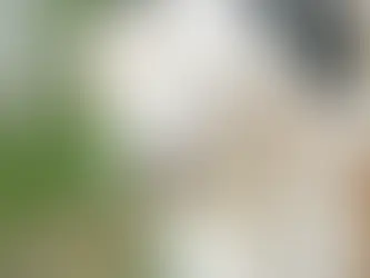Why Are So Many Puppies Being Re-Homed?