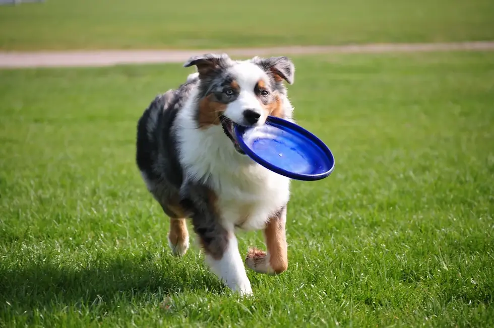 Australian shepherd running with frisby in Huntsville, AL