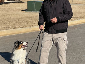 How Many Walks Per Day For Your Puppy
