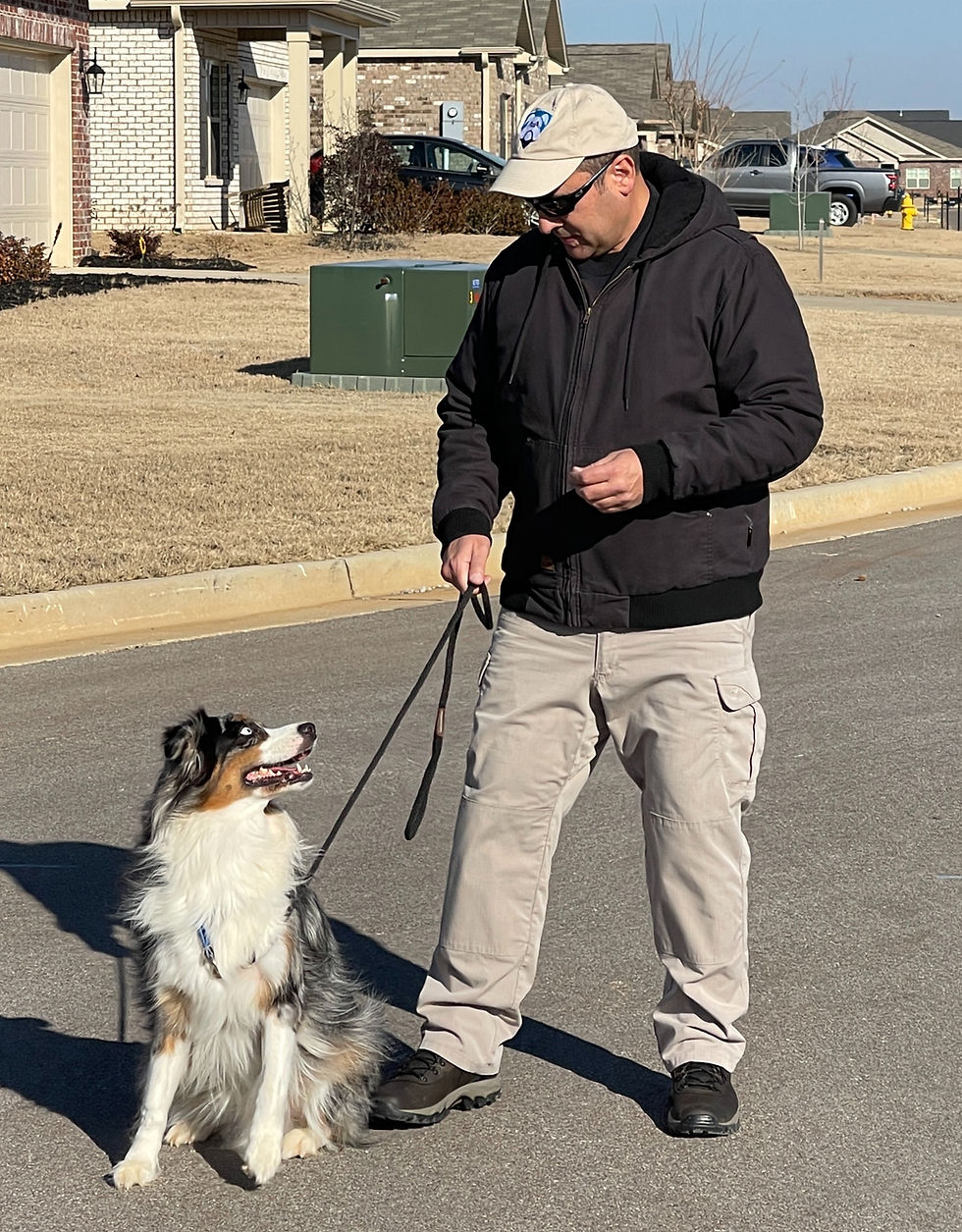 How Many Walks Per Day For Your Puppy
