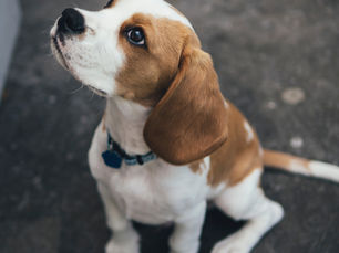 Why Your Puppy Behaves Worse at Night