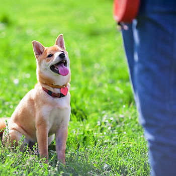 dog-trsaining-outside-huntsville-alabama