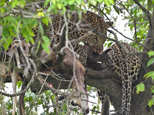 Leopards of Maasai Mara: A Tale of Family, Survival, and Dominance