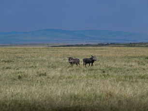 Explore Wildlife Photography Tours with Smiling Shutter Pictures