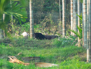 The Intricate Dance of Life at the Edge of Bhadra Tiger Reserve
