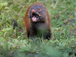 Capturing Nature: Ethical Wildlife Photography Adventures