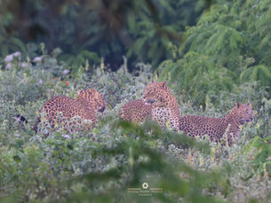 The Tender Dynamics of a Leopard Family in Bandipur Karnataka