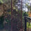 Thumbnail: Garden Screens