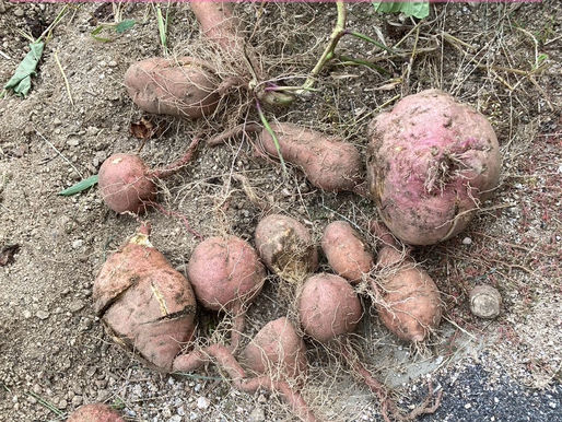 いつき　芋ほり