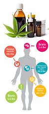 cannabis_metabolism.png
