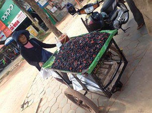 【旬の木の実】