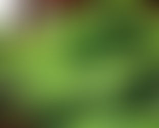 【赤いバナナ】