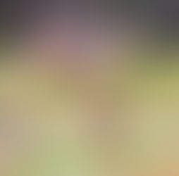 Giraffe on Kilimanjaro Safaris at Animal Kingdom