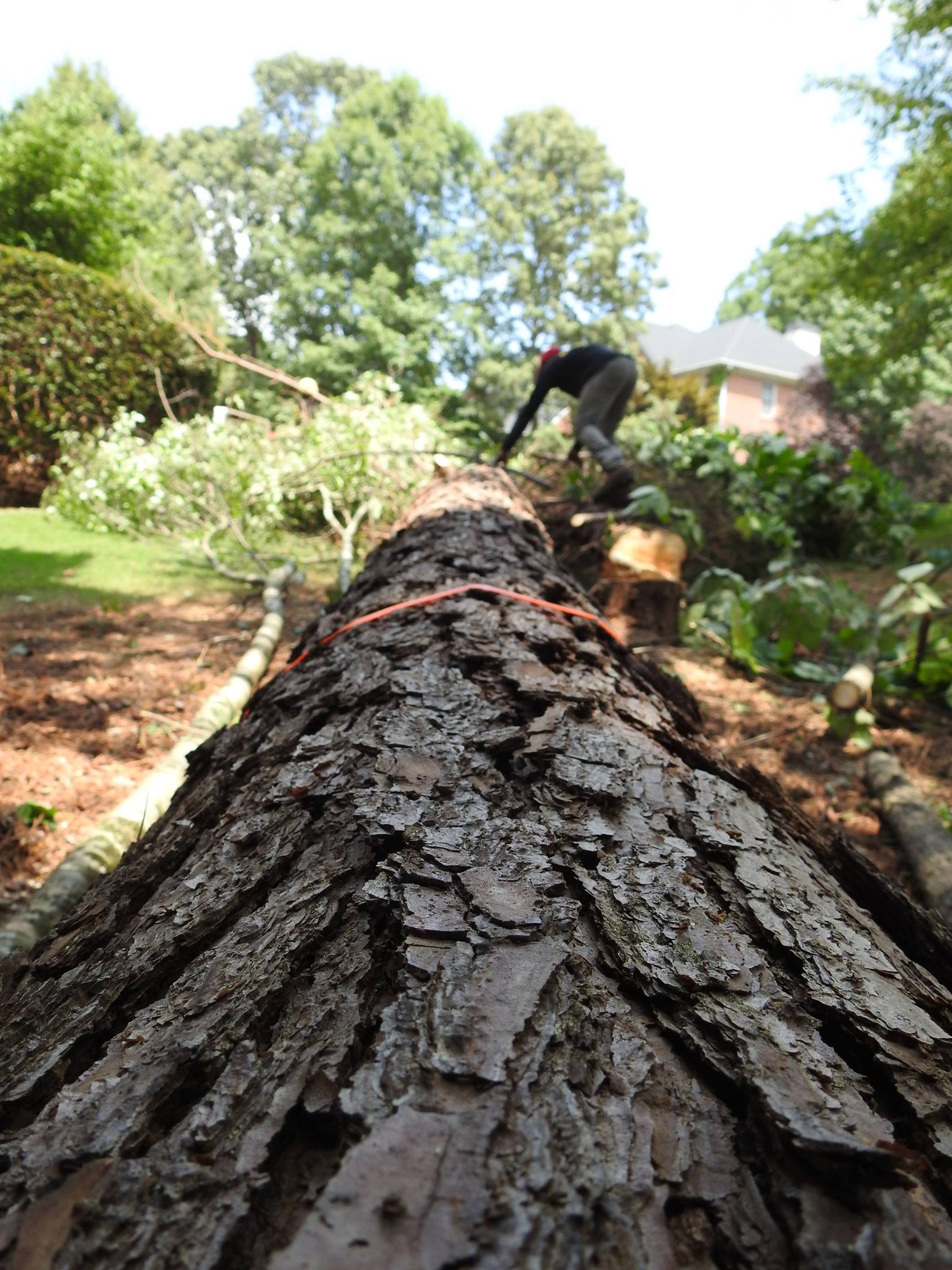 770-BAM-TREE, INC.