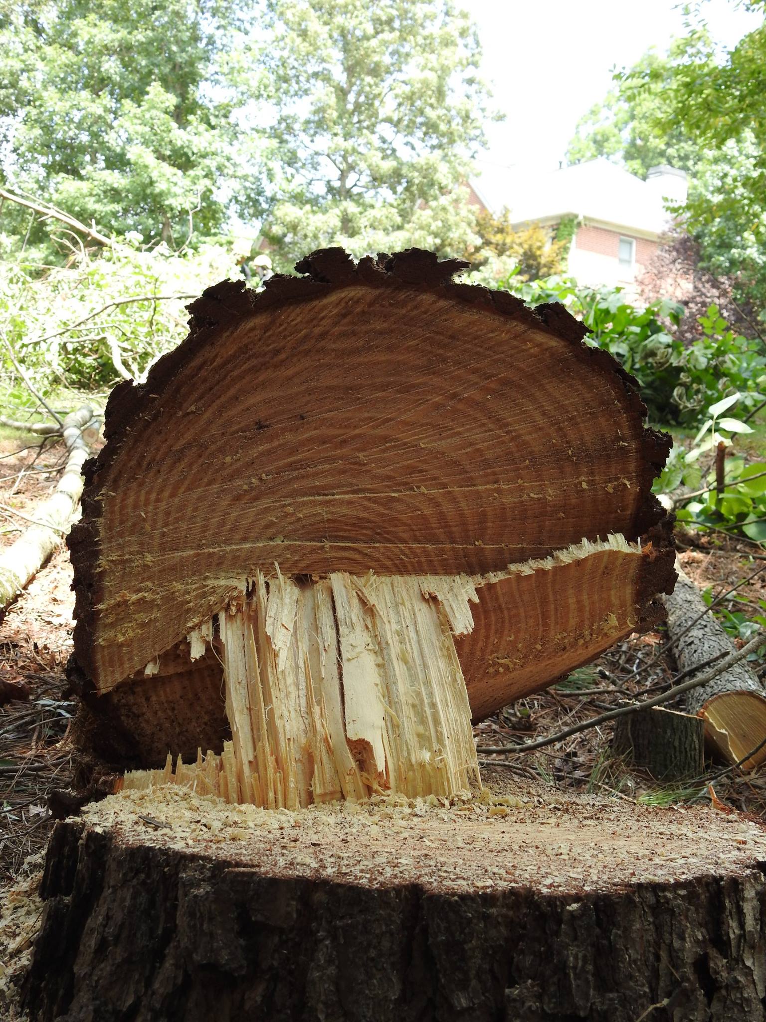 770-BAM-TREE, INC.