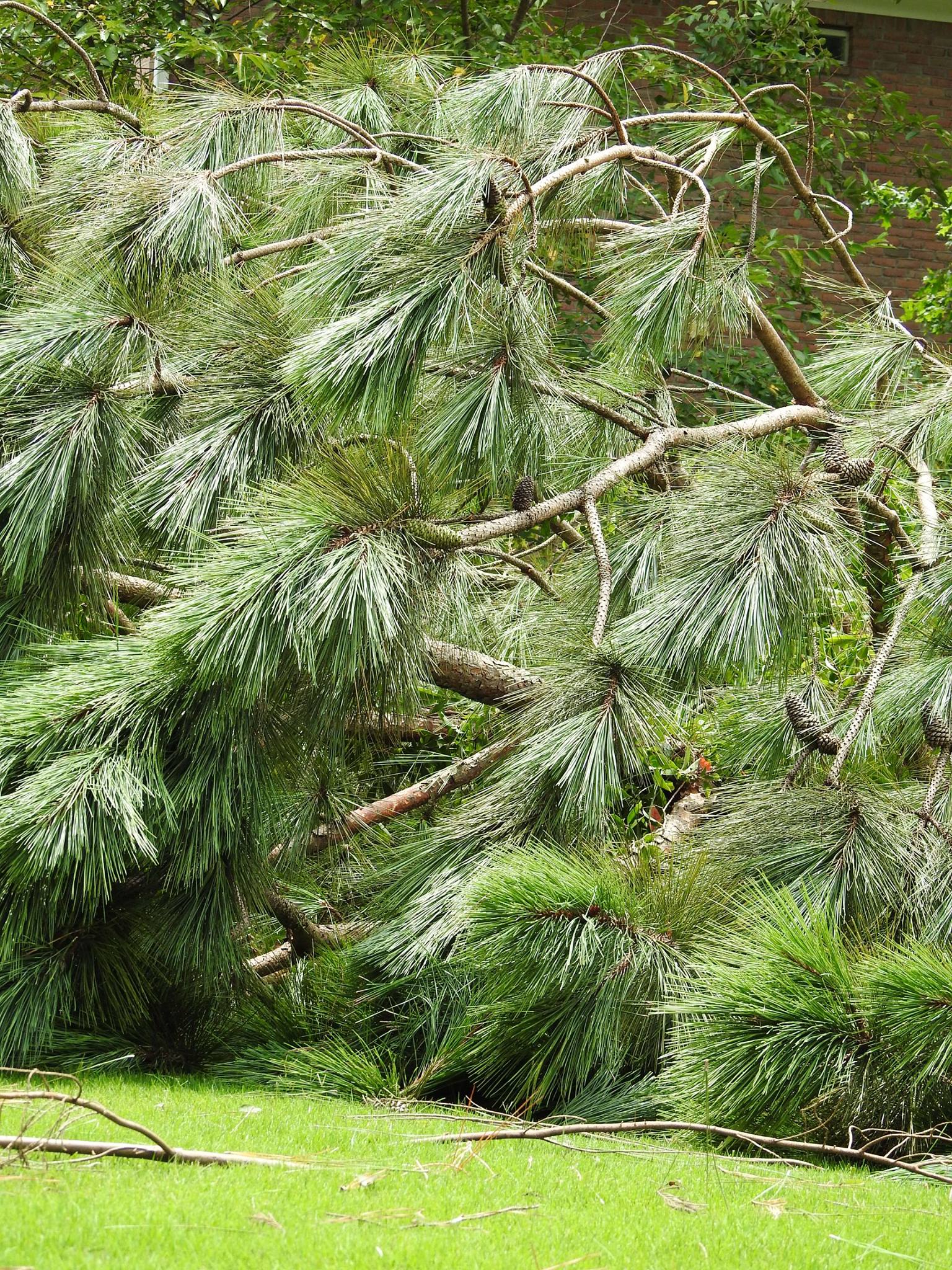770-BAM-TREE, INC.