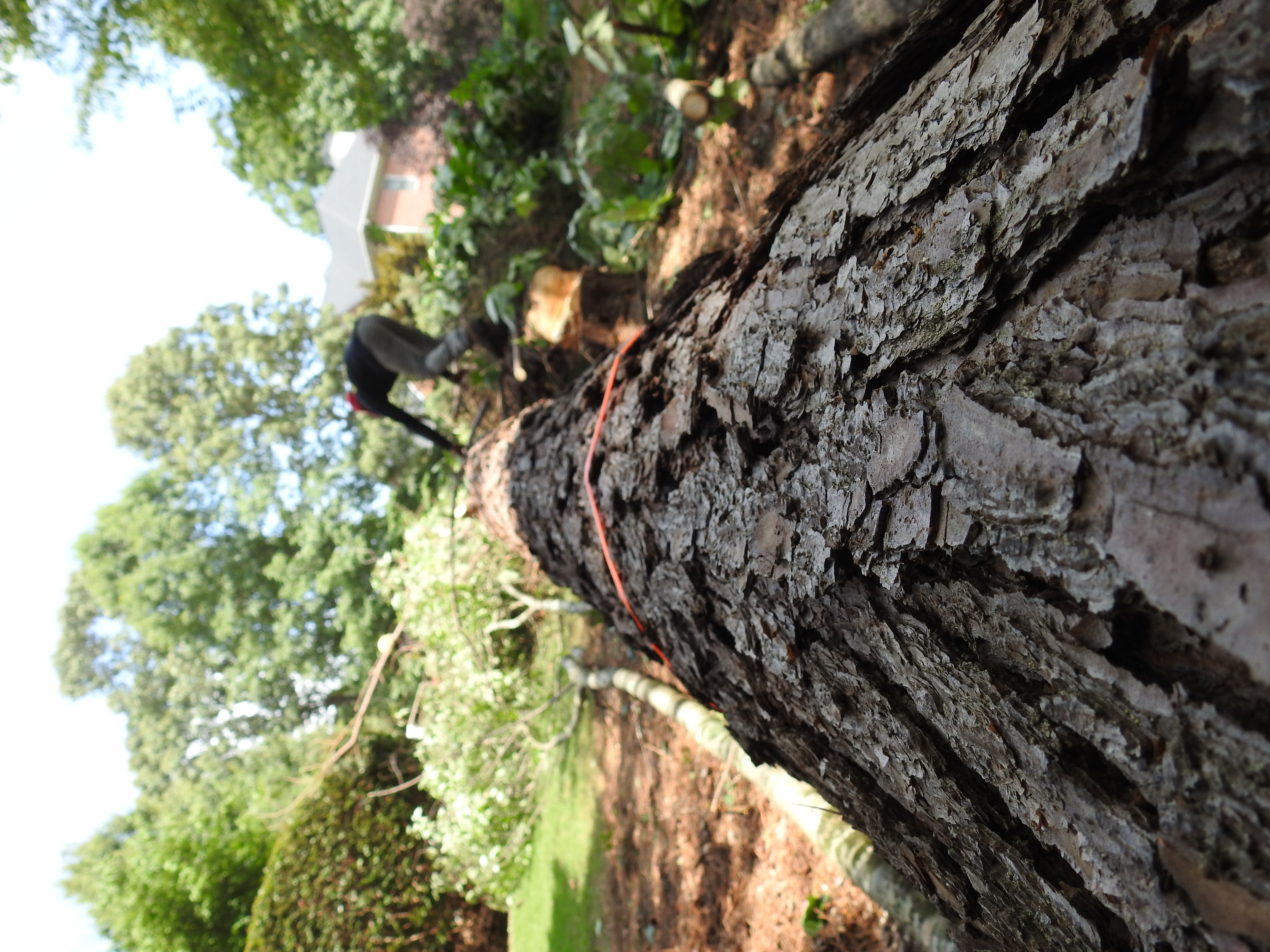 Bam Tree Service