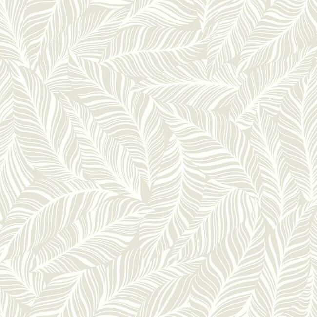 Thumbnail: Rainforest Canopy